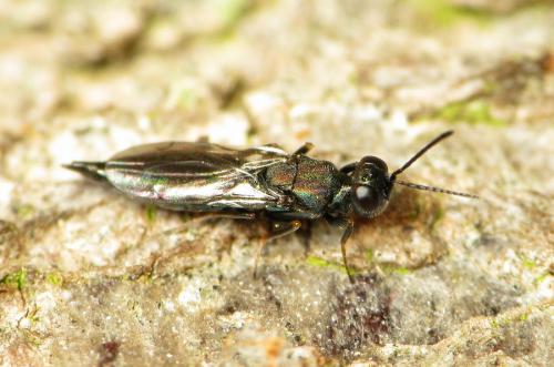 Réf. 104 317 : Calosota aestivalis