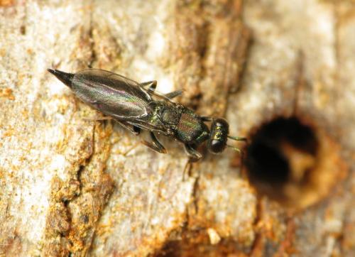 Calosota aestivalis