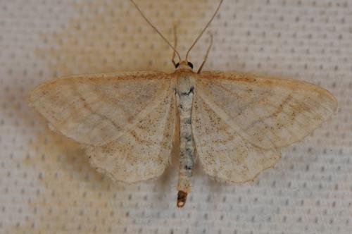Réf. 104 193 : Idaea macilentaria