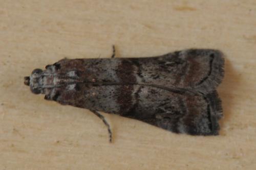 Réf. 104 416 : Phycita roborella