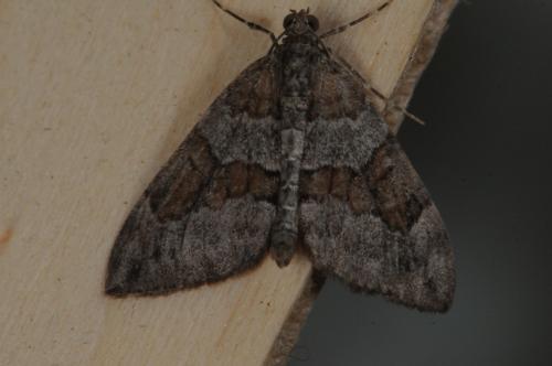 Réf. 104 452 : Thera obeliscata