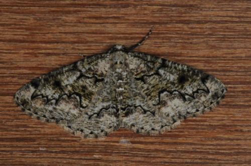 Cleorodes lichenaria