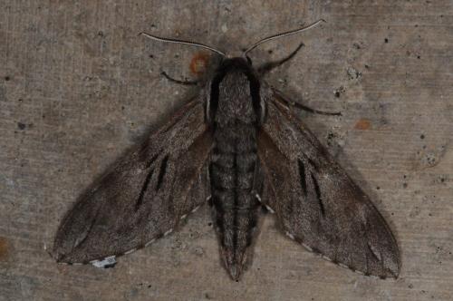 Sphinx maurorum