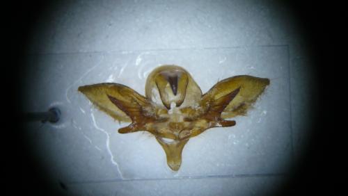 Sphinx maurorum