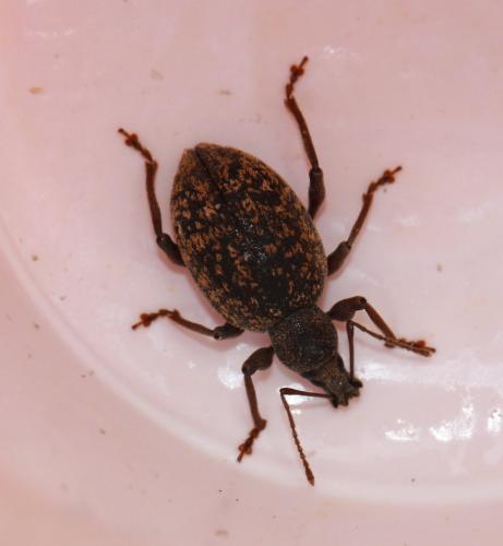 Réf. 104 267 : Otiorhynchus aurifer