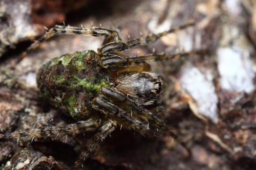 Réf. 104 014 : Gibbaranea gibbosa