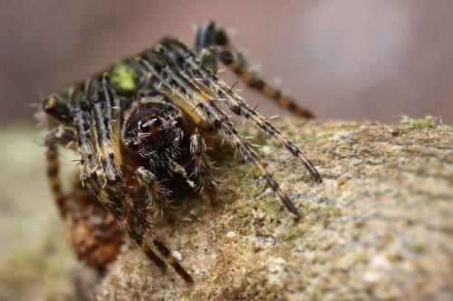 Réf. 104 016 : Gibbaranea gibbosa