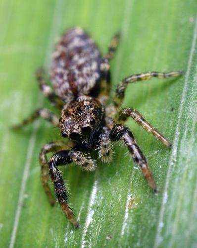 Marpissa muscosa