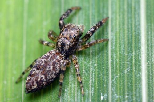Marpissa muscosa