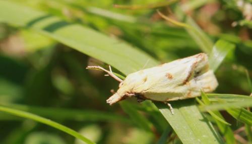 Réf. 104 656 : Agapeta hamana