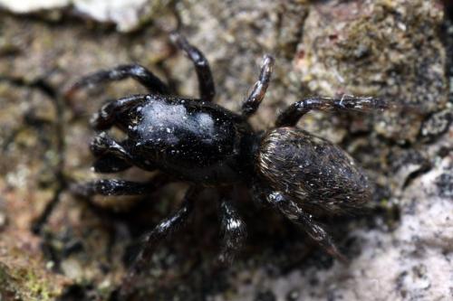 Réf. 104 080 : Salticus zebraneus