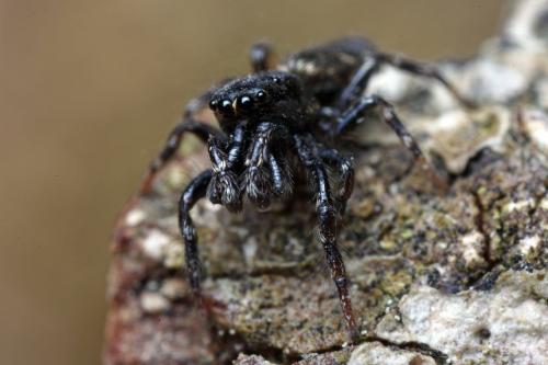 Réf. 104 082 : Salticus zebraneus