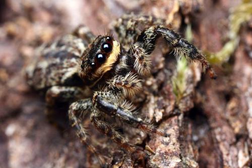 Marpissa muscosa