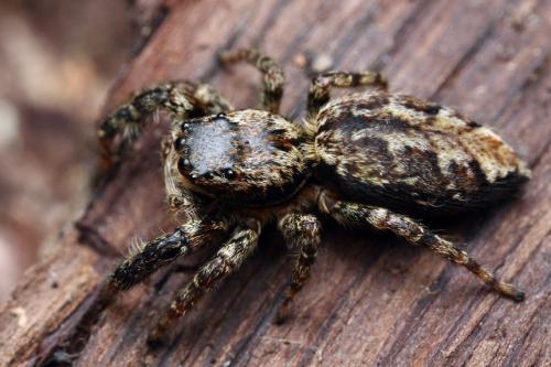 Marpissa muscosa