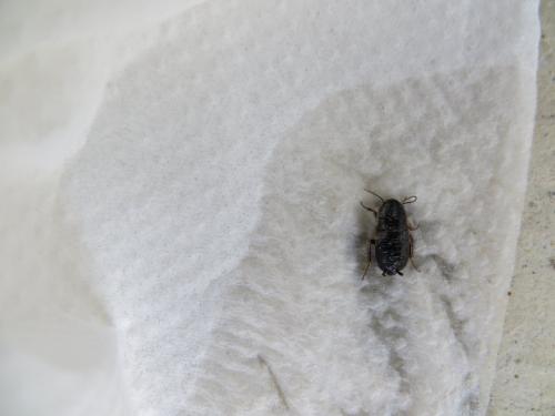 Réf. 104 078 : Loboptera sp.