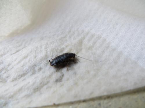 Réf. 104 104 : Loboptera sp.