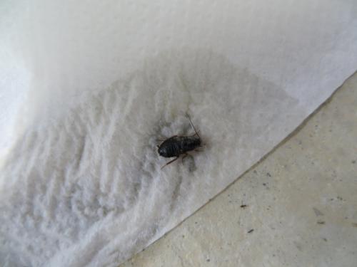 Réf. 104 103 : Loboptera sp.