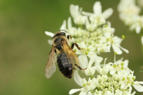 Réf. 104 057 : Andrena sp.