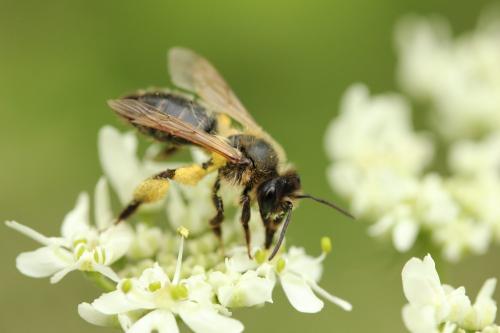 Andrena sp.