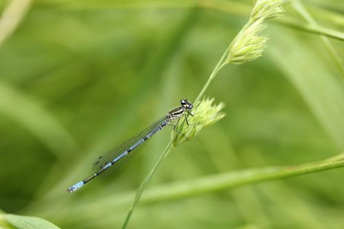 Coenagrion puella