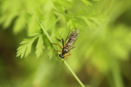 Dioctria sp.