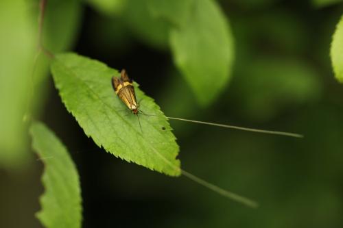 Nemophora degeerella