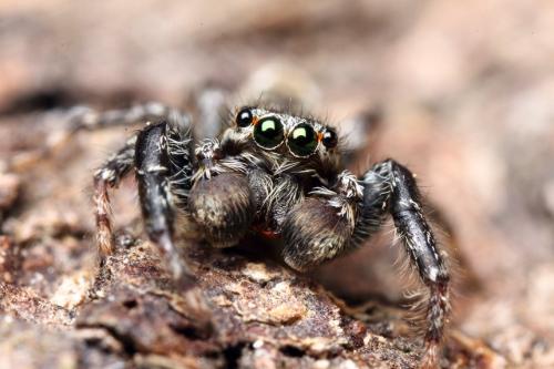 Marpissa muscosa