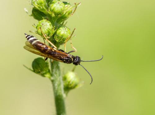 Cephus sp.