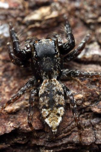 Marpissa muscosa