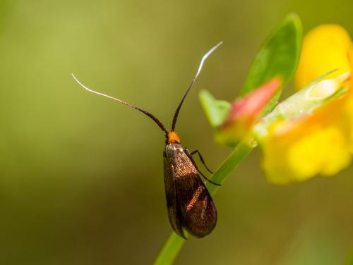 Réf. 104 088 : Nemophora violellus