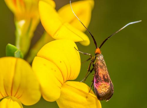 Réf. 104 089 : Nemophora violellus