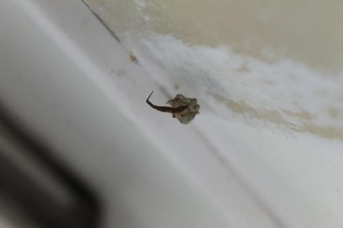 Uloborus plumipes