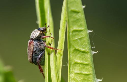 Hoplia philanthus