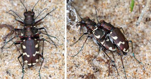 Réf. 104 939 : Cicindela hybrida