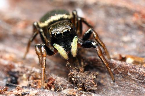 Réf. 104 815 : Heliophanus auratus