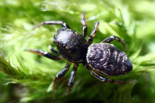 Réf. 104 816 : Heliophanus auratus