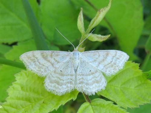 Réf. 104 049 : Idaea macilentaria