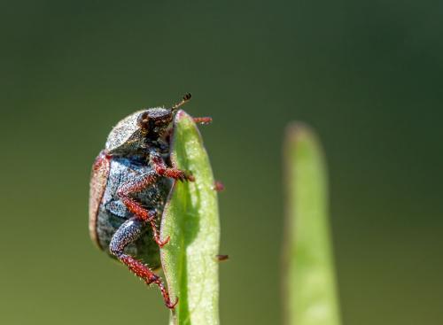 Réf. 104 005 : Hoplia philanthus