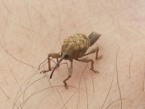Réf. 104 514 : Curculio sp.