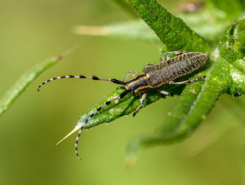 Réf. 104 013 : Agapanthia dahli
