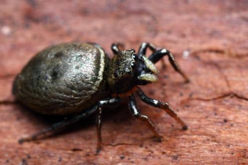 Réf. 104 820 : Heliophanus auratus