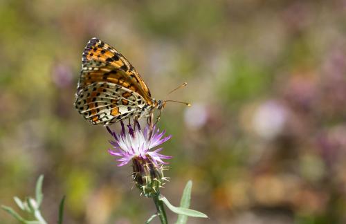 Melitaea didyma