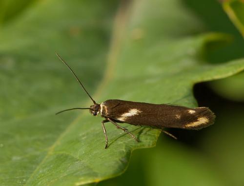 Réf. 104 925 : Scythris cuspidella