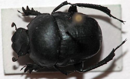 Réf. 104 199 : Gymnopleurus sp.