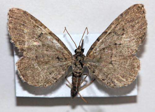 Eupithecia sp.