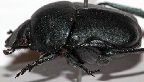 Réf. 104 211 : Gymnopleurus sp.