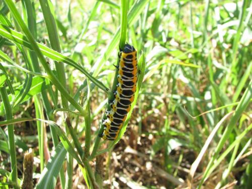 Cucullia lactucae