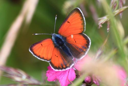 Lycaena hippothoe