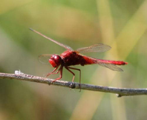 Réf. 104 425 : Crocothemis erythraea