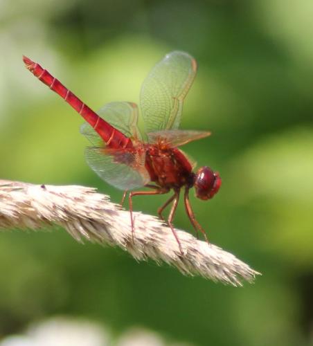 Réf. 104 422 : Crocothemis erythraea
